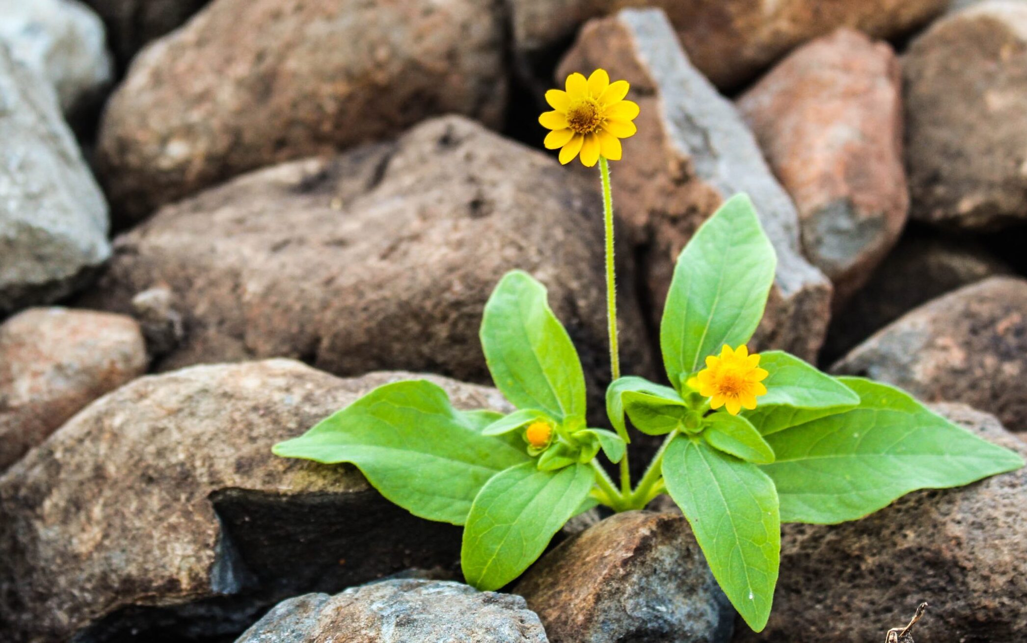 image of yellow flower growing in rocks